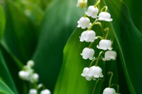 Muguet